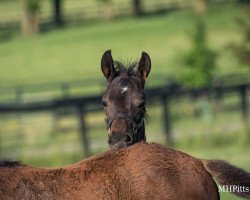 horse Stute von xx (Thoroughbred, 2021)