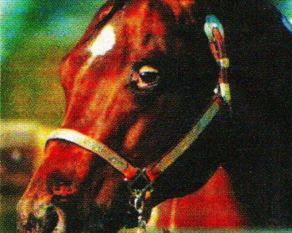 Deckhengst Vision of a Dream (Appaloosa, 1993, von Dreamfinder)