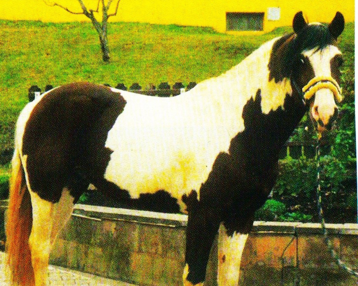 Deckhengst Winnetou (Pinto/Kleines Reitpferd, 1992, von Wildbach B 390)