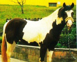 stallion Winnetou (Pinto / Small Riding Horse, 1992, from Wildbach B 390)