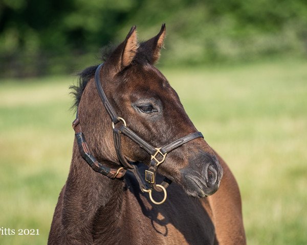 horse Stute von Candy Ride xx (Thoroughbred, 2021, from Candy Ride xx)