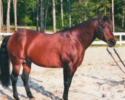 Deckhengst Whizatchex (Quarter Horse, 1993, von Topsail Whiz)