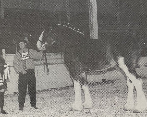 stallion Brunt-Hill Prince Andrew (Clydesdale, 1993, from Willoway Pete)
