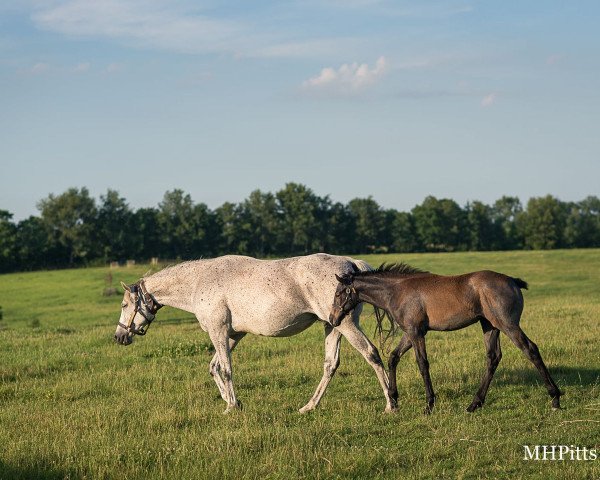 Pferd Stute von Tapit xx (Englisches Vollblut, 2021, von Tapit xx)