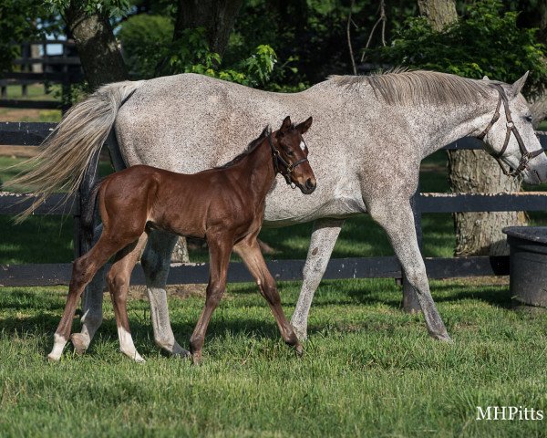 horse Hengst von Justify xx (Thoroughbred, 2021, from Justify xx)