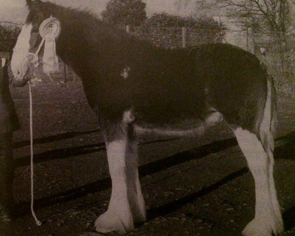 Deckhengst Phesdo Mike (Clydesdale, 1995, von Phesdo Super Scot)