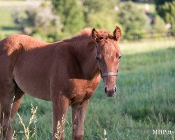 horse Stute von Midshipman xx (Thoroughbred, 2021, from Midshipman xx)