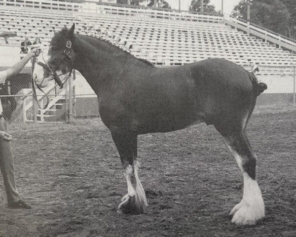 stallion Boulder Bluff Duff (Clydesdale, 1993, from Mr. Magnificent)