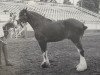 stallion Boulder Bluff Duff (Clydesdale, 1993, from Mr. Magnificent)