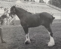 Deckhengst Boulder Bluff Duff (Clydesdale, 1993, von Mr. Magnificent)