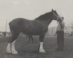 Zuchtstute N.D.F. Forest's Kelly (Clydesdale, 1993, von Jonesway Country Squire)