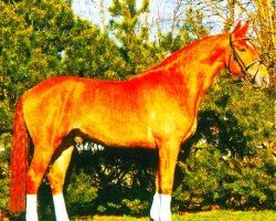 dressage horse Amicelli 41 (Hanoverian, 1999, from Akatschi)