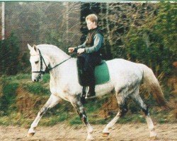 horse Guiletta 7 (Hanoverian, 1996, from Goldfasan)