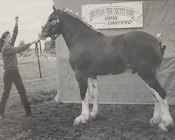 Pferd Westerdale Eclipse (Clydesdale, 1993, von Belleau Annett's Adam)