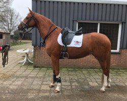 dressage horse Quintessence (Westphalian, 2014, from Quasar de Charry)