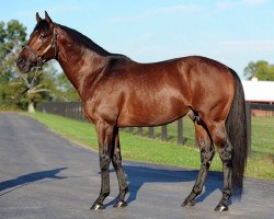 stallion Majestic Harbor xx (Thoroughbred, 2008, from Rockport Harbor xx)