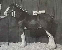 horse King (Clydesdale, 1992, from Doura King O' the Ring)