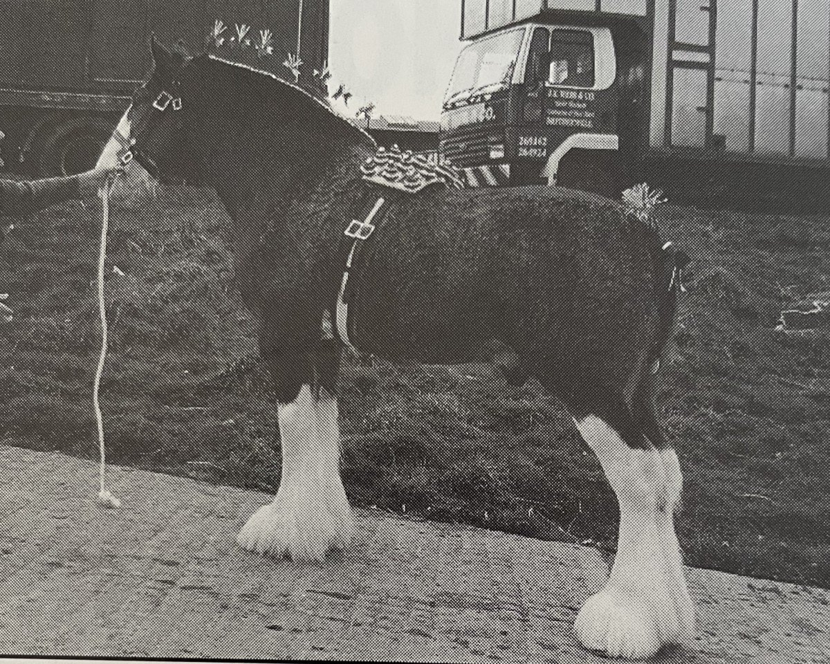 Deckhengst Greendykes Chancer (Clydesdale, 1990, von Doura Expectation)