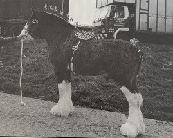 stallion Greendykes Chancer (Clydesdale, 1990, from Doura Expectation)