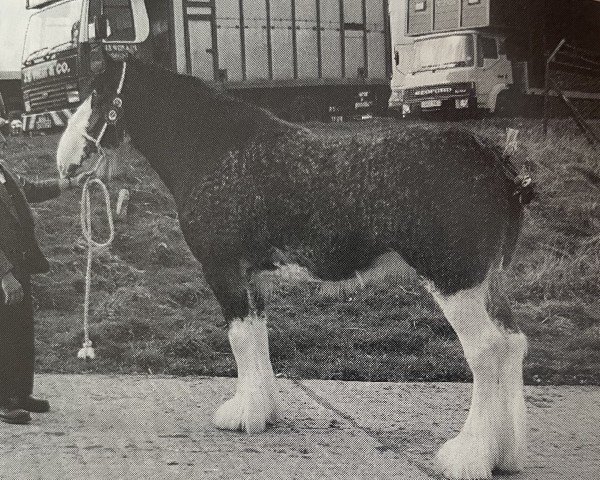 broodmare Collessie Flowergirl (Clydesdale, 1992, from Collessie Benedictine)