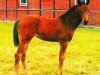 broodmare Luca 173 (Oldenburg, 2005, from Lindstroem)