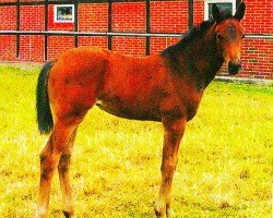 broodmare Luca 173 (Oldenburg, 2005, from Lindstroem)