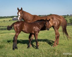 broodmare Tickled Pink xx (Thoroughbred, 2014, from Shackleford xx)