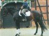 dressage horse Del la Rossa (Hanoverian, 2000, from Del Piero)