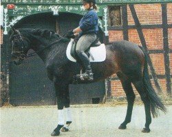 dressage horse Del la Rossa (Hanoverian, 2000, from Del Piero)