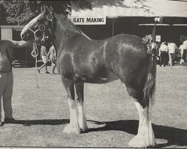broodmare Hillmoor Bella (Clydesdale, 1993, from Greendykes Lucky Shot)