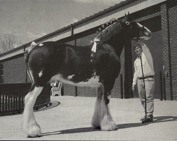 Zuchtstute Double E Miss Bacardi (Clydesdale, 1988, von Northumberland Concorde)
