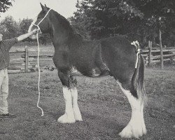 stallion Westgate Extra Special (Clydesdale, 1994, from Westgate Patriot)