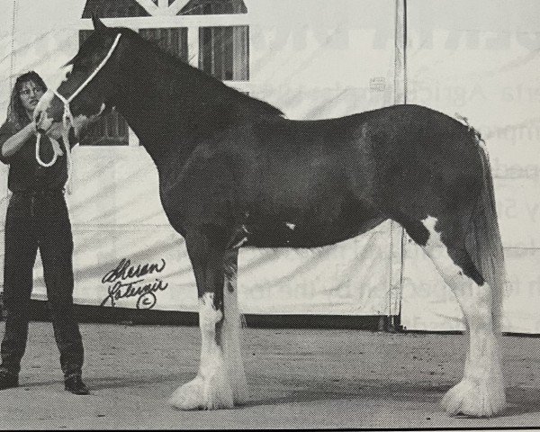 Zuchtstute Westerdale Millie (Clydesdale, 1993, von Belleau Annett's Adam)