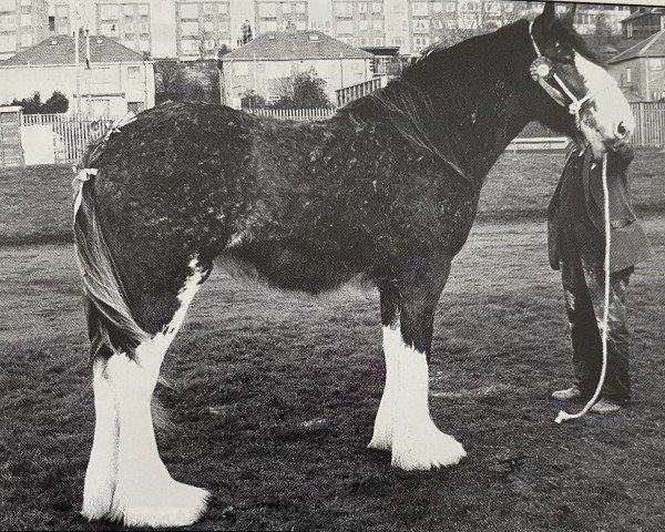 broodmare Tulloes April Flower (Clydesdale, 1989, from Torrs Trueform)