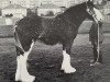 broodmare Tulloes April Flower (Clydesdale, 1989, from Torrs Trueform)