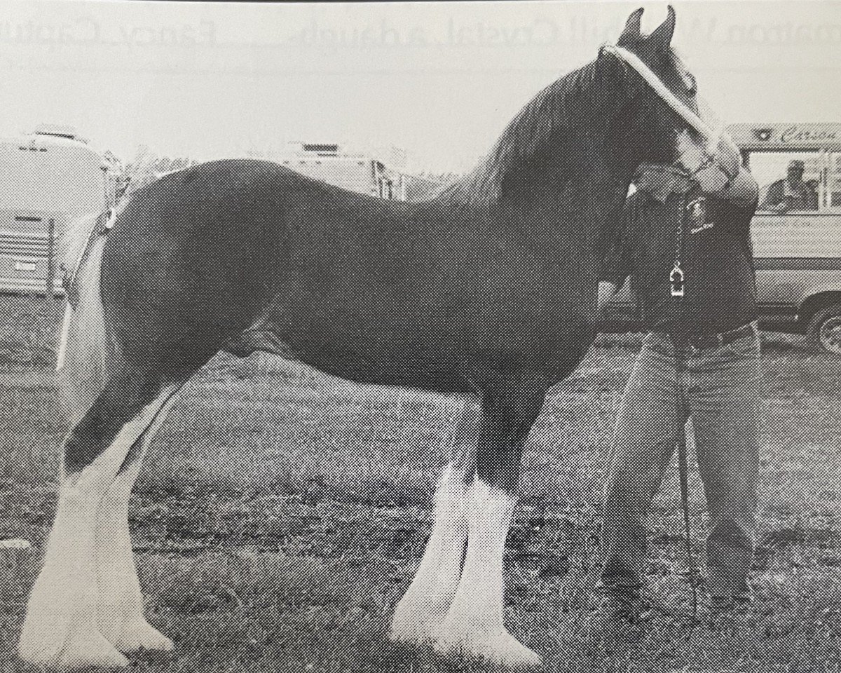 stallion Thistle Ridge Argyll Titan (Clydesdale, 1994, from Commander Mark Argyll)