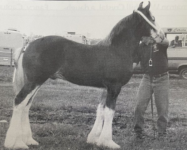 Deckhengst Thistle Ridge Argyll Titan (Clydesdale, 1994, von Commander Mark Argyll)