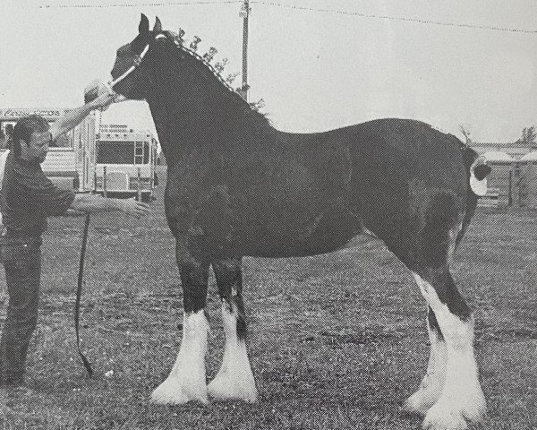 Zuchtstute Thistle Ridge Argyll Becky (Clydesdale, 1989, von Commander Mark Argyll)
