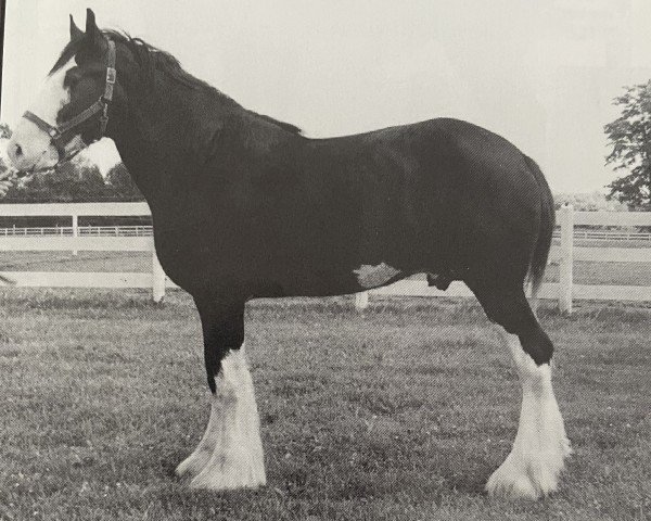 stallion Ayton Black Prince (Clydesdale, 1993, from Ayton Royal Ideal)