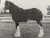 stallion Ayton Black Prince (Clydesdale, 1993, from Ayton Royal Ideal)