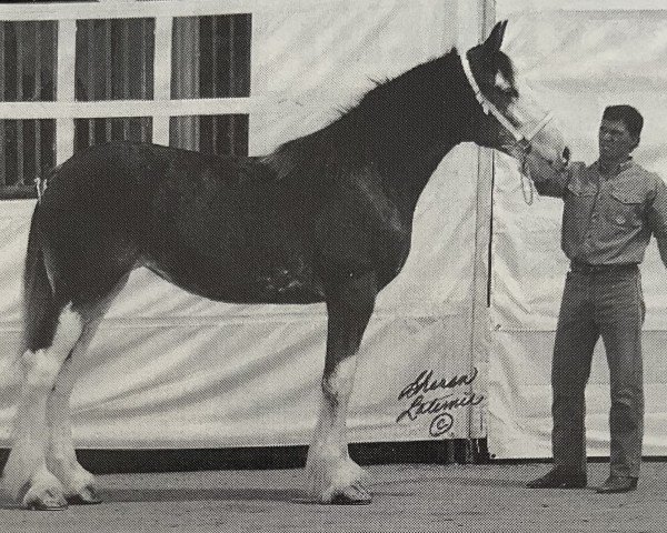 Zuchtstute Evergreen Bess (Clydesdale, 1994, von Croydon Aristocrat)