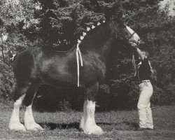 Pferd Bill (Clydesdale, 1985, von Benefactor's Perfect Print)