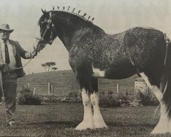 stallion Vogie Designer (Clydesdale, 1992, from Brockloch Designer)