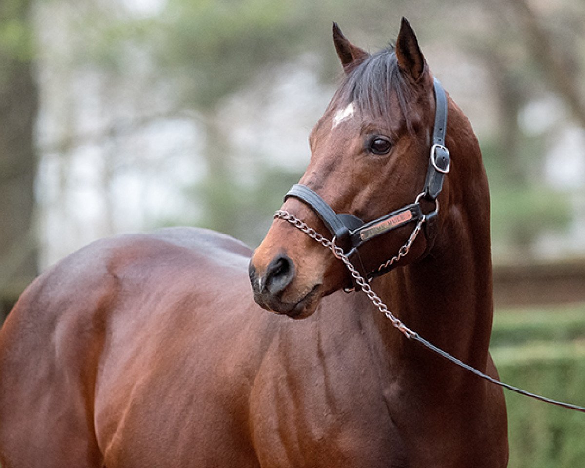stallion Army Mule xx (Thoroughbred, 2014, from Friesan Fire xx)