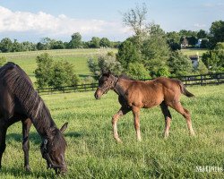 broodmare Dance for Daddy xx (Thoroughbred, 2016, from Scat Daddy xx)