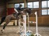 jumper Theodor Z (Zangersheide riding horse, 2015, from Taloubet Z)