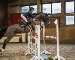 jumper Theodor Z (Zangersheide riding horse, 2015, from Taloubet Z)