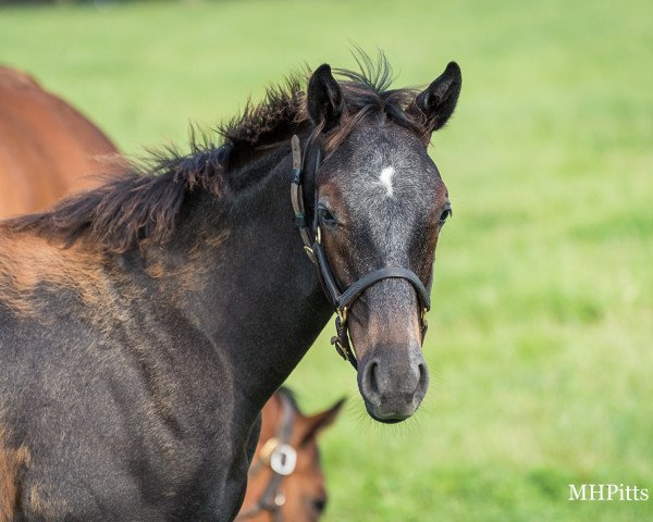 Pferd Hengst von Arrogate xx (Englisches Vollblut, 2021, von Arrogate xx)