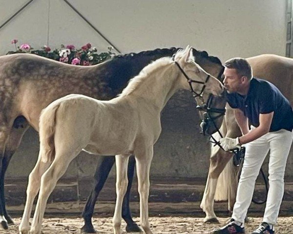 dressage horse Gold Galant (German Riding Pony, 2024, from Golden Grey NRW)