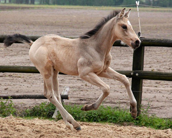 dressage horse Dobby (German Riding Pony, 2023, from Double Cream)